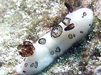 u`