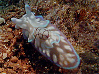 コンシボリガイ